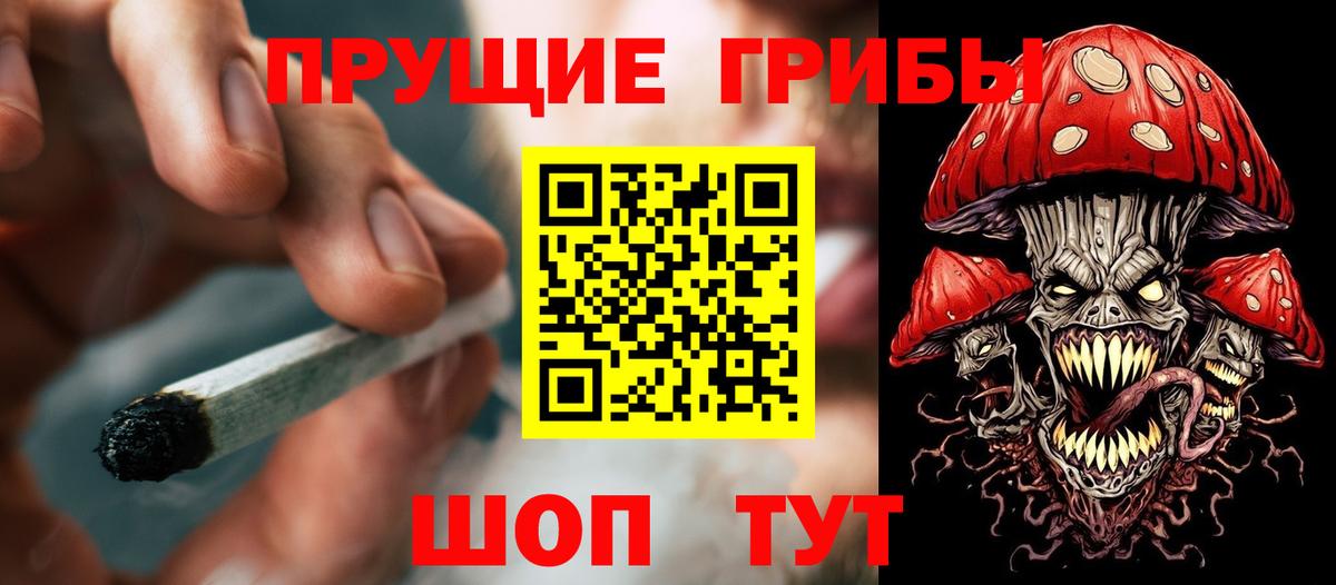 Галлюциногенные грибы Psilocybe Новоалтайск